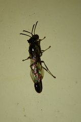Trypoxylon formosicola
