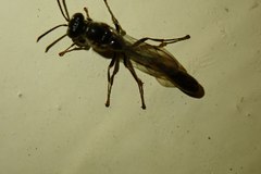 Trypoxylon formosicola