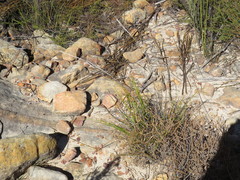 Pentameris curvifolia