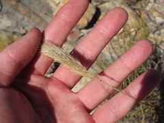 Pentameris curvifolia