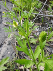 Ranunculus chinensis