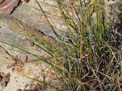 Pentameris curvifolia