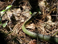 Chironius bicarinatus