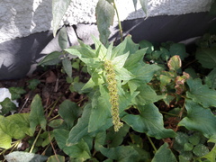 Blitum bonus-henricus