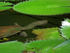 Hydromedusa tectifera