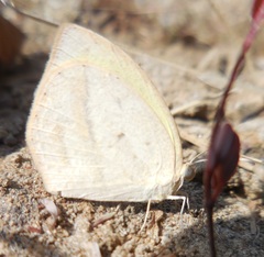 Eurema laeta