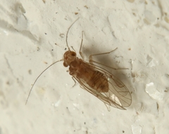 Lachesilla