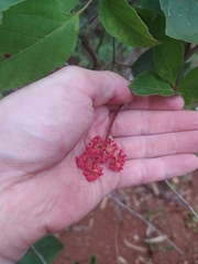 Cissus erosa