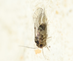 Blastopsocus variabilis
