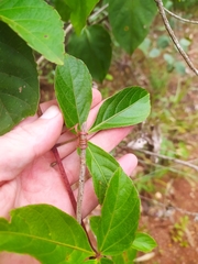Cissus erosa