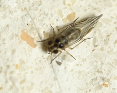 Blastopsocus variabilis
