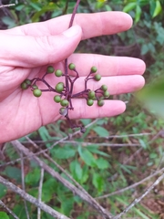 Cissus erosa