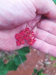Cissus erosa