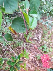 Cissus erosa