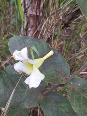 Odontadenia lutea