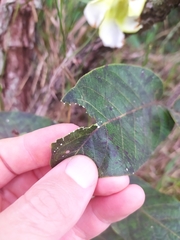 Odontadenia lutea