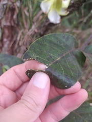 Odontadenia lutea