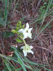 Odontadenia lutea