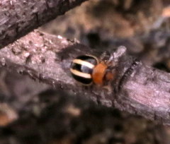 Brumoides suturalis