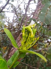 Odontadenia lutea