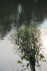 Ranunculus apiifolius