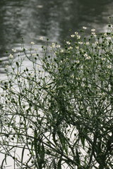 Ranunculus apiifolius
