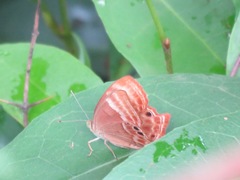 Abisara bifasciata