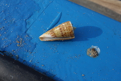 Conus monile