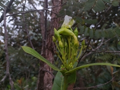 Odontadenia lutea