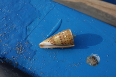 Conus monile