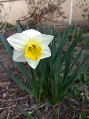 Narcissus