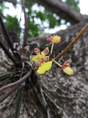 Trichocentrum ascendens