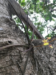 Trichocentrum ascendens