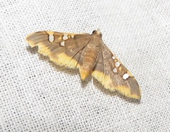 Prophantis adusta