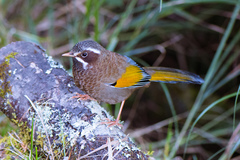 Trochalopteron morrisonianum