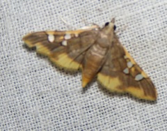 Prophantis