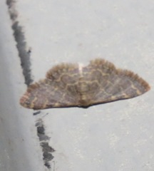Idaea costiguttata