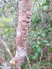 Psidium myrsinites