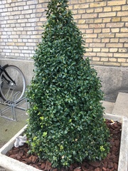Magnoliopsida