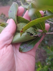 Psidium myrsinites