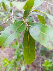 Psidium myrsinites