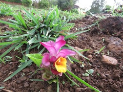 Curcuma