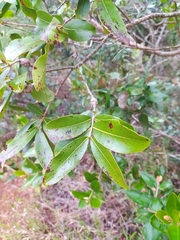 Psidium myrsinites