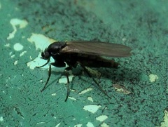 Anevrina urbana