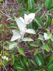 Sabicea brasiliensis