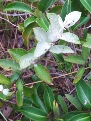 Sabicea brasiliensis