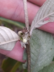 Sabicea brasiliensis