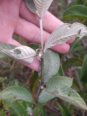 Sabicea brasiliensis