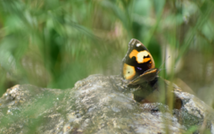 Junonia hierta cebrene
