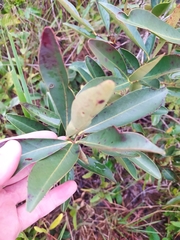 Eugenia involucrata